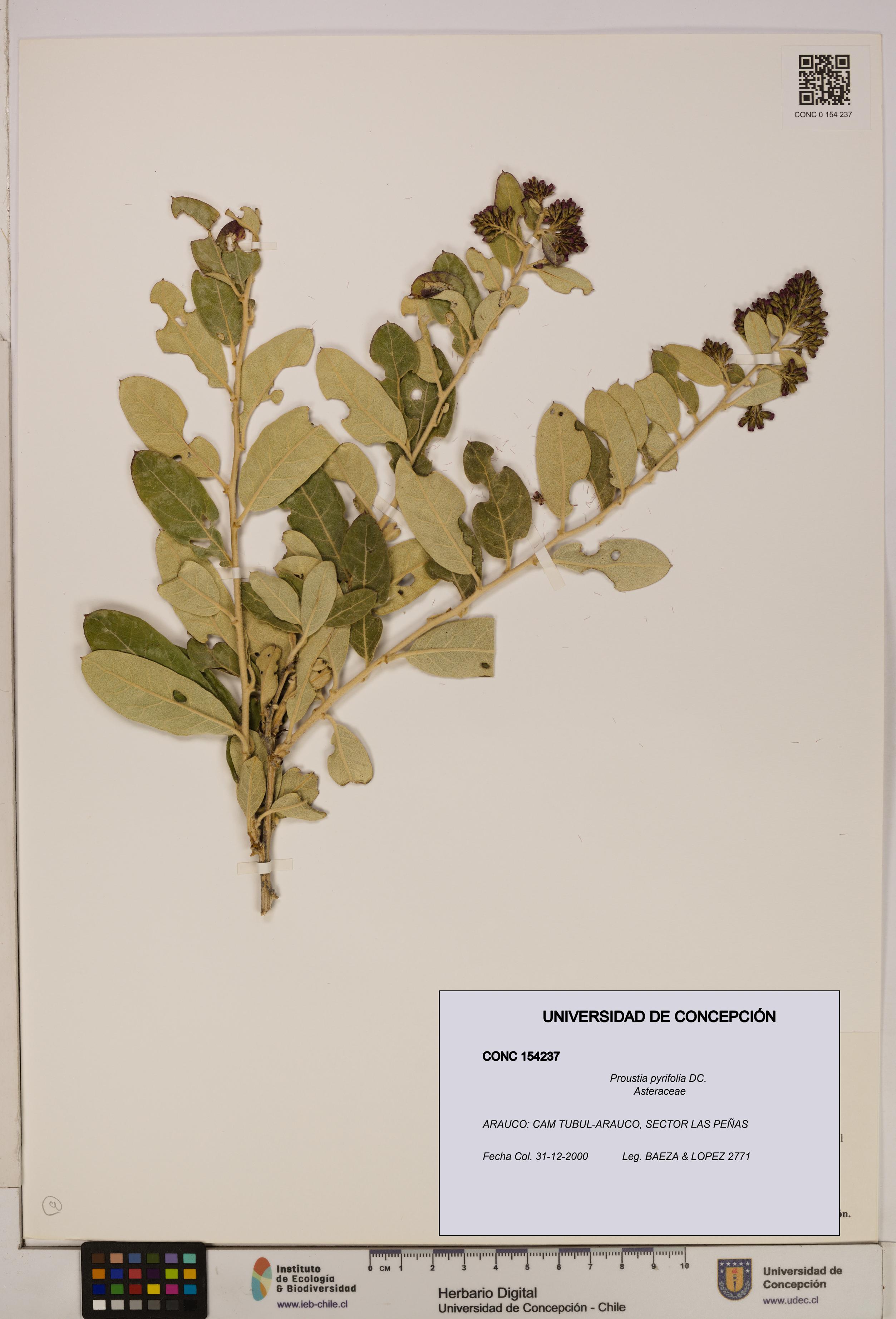 Proustia pyrifolia [Espécimen: UDEC:CONC:0154237]