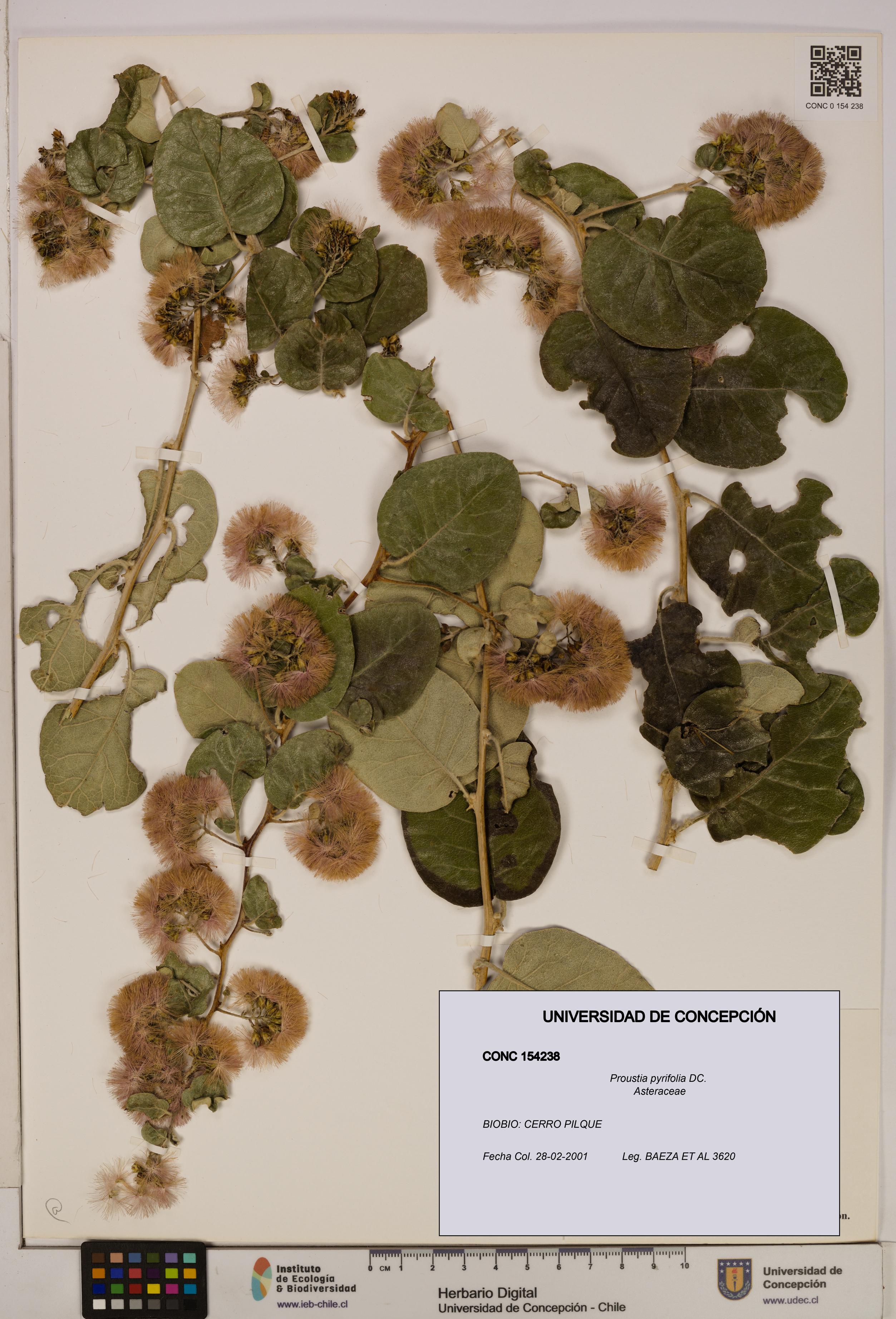 Proustia pyrifolia [Espécimen: UDEC:CONC:0154238]
