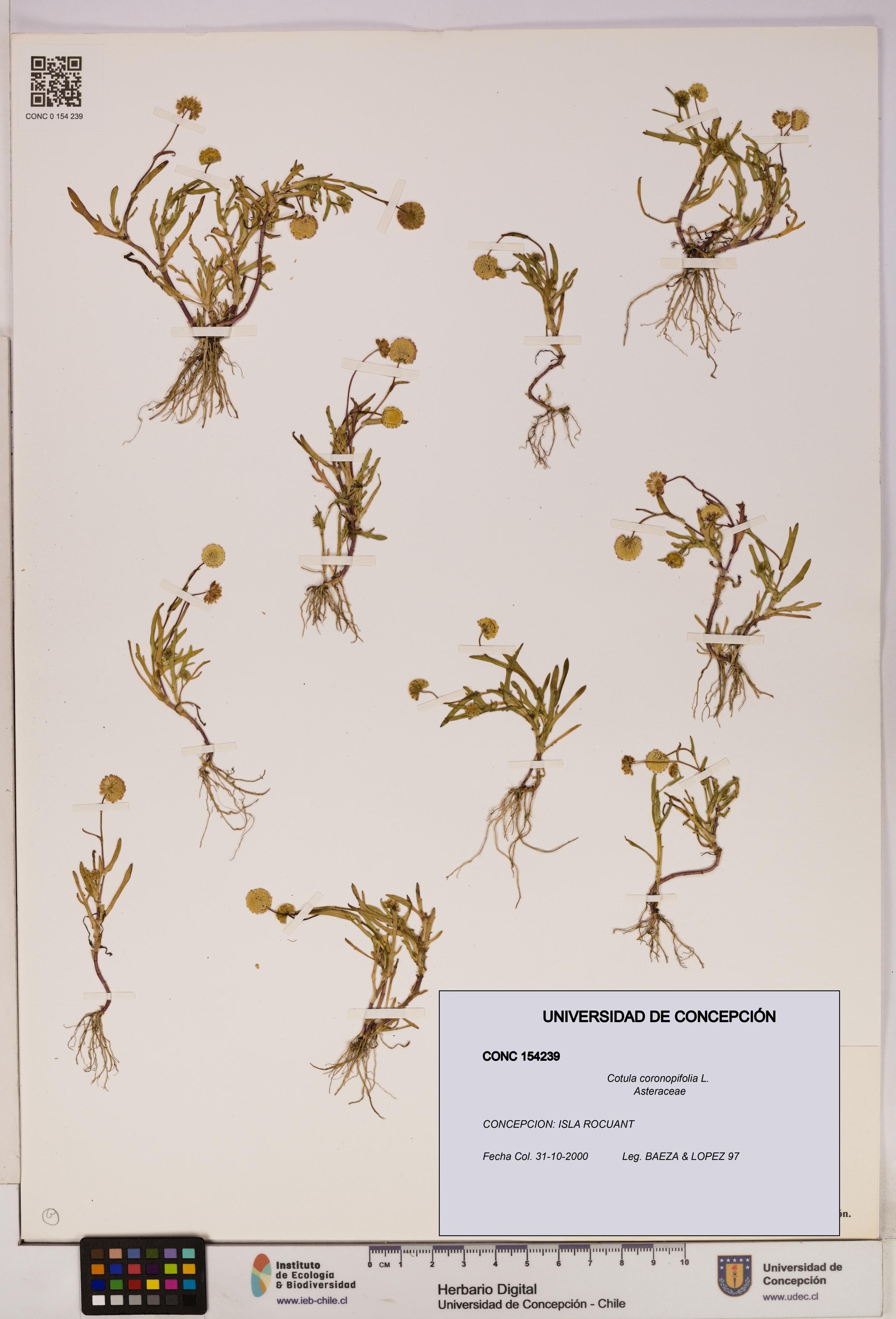 Cotula coronopifolia [Espécimen: UDEC:CONC:0154239]