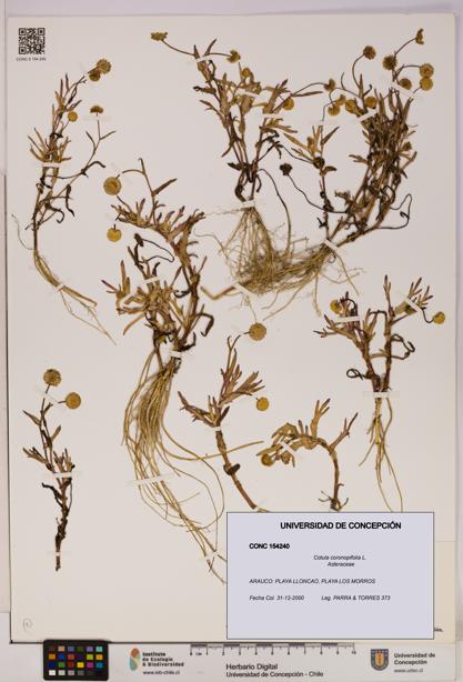 Cotula coronopifolia [Espécimen: UDEC:CONC:0154240]