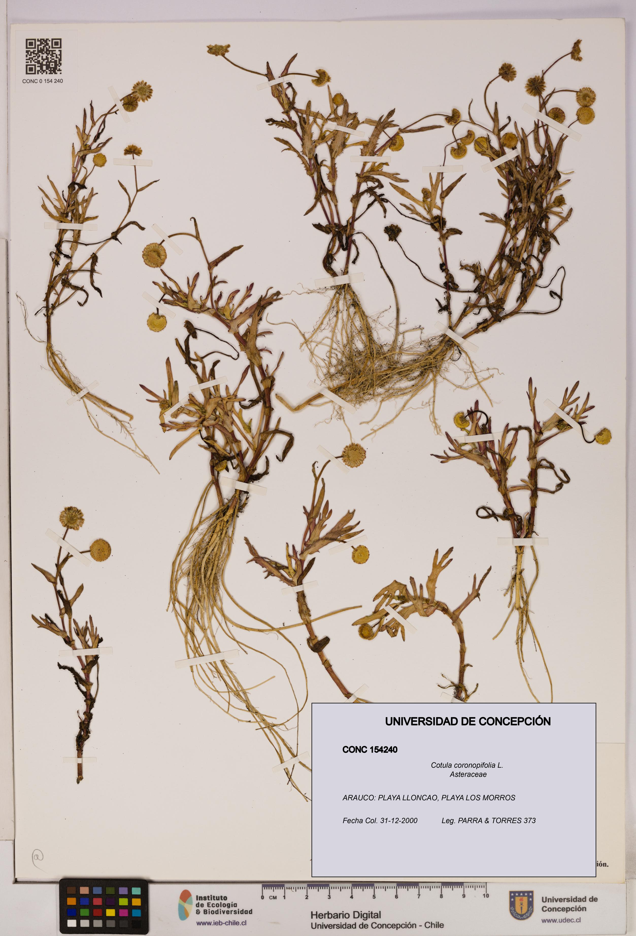 Cotula coronopifolia [Espécimen: UDEC:CONC:0154240]