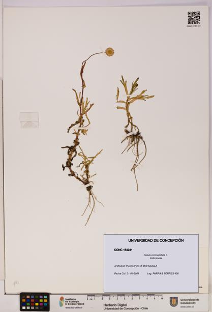 Cotula coronopifolia [Espécimen: UDEC:CONC:0154241]