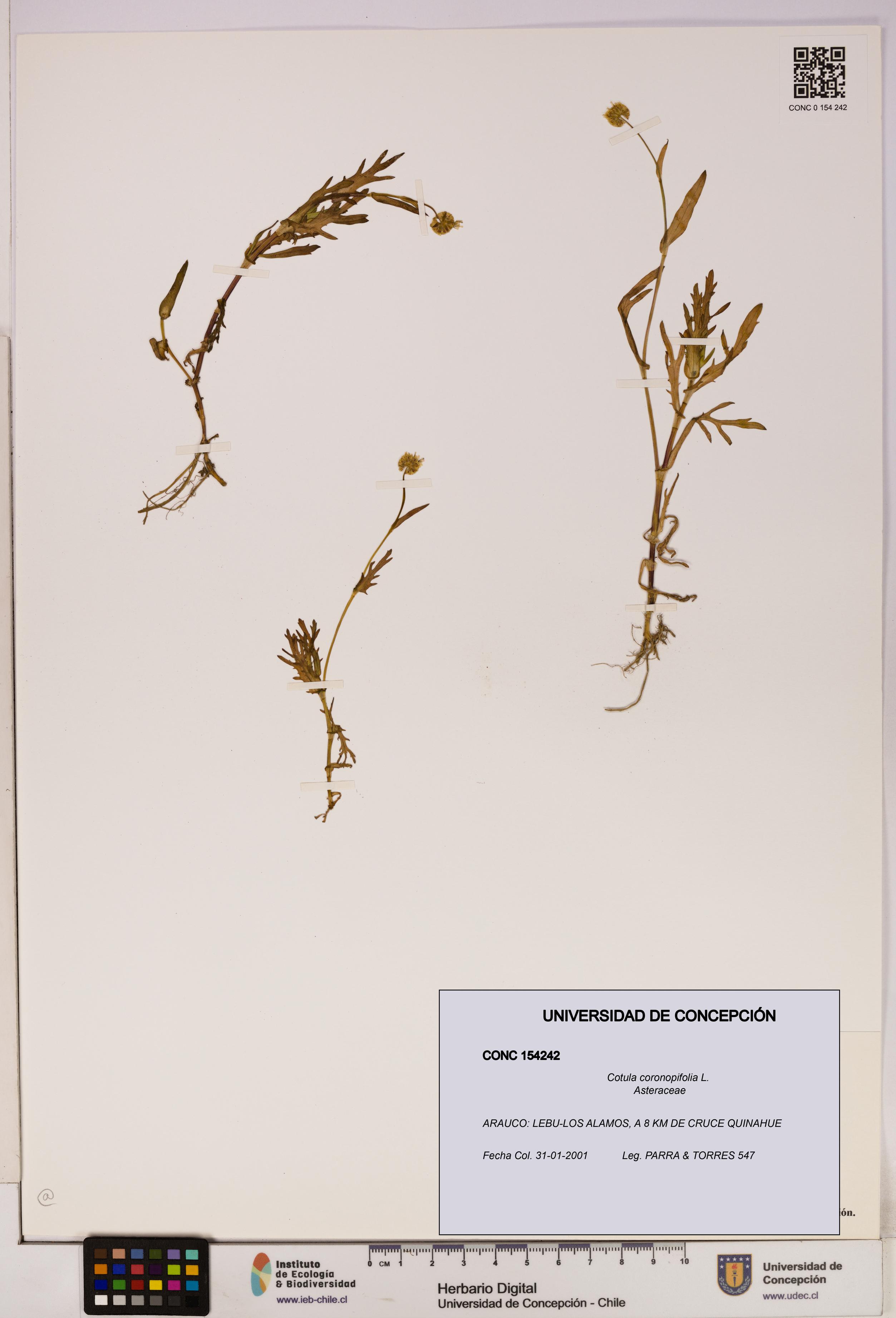 Cotula coronopifolia [Espécimen: UDEC:CONC:0154242]