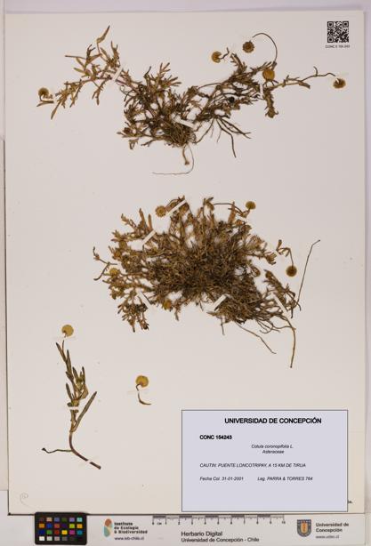 Cotula coronopifolia [Espécimen: UDEC:CONC:0154243]