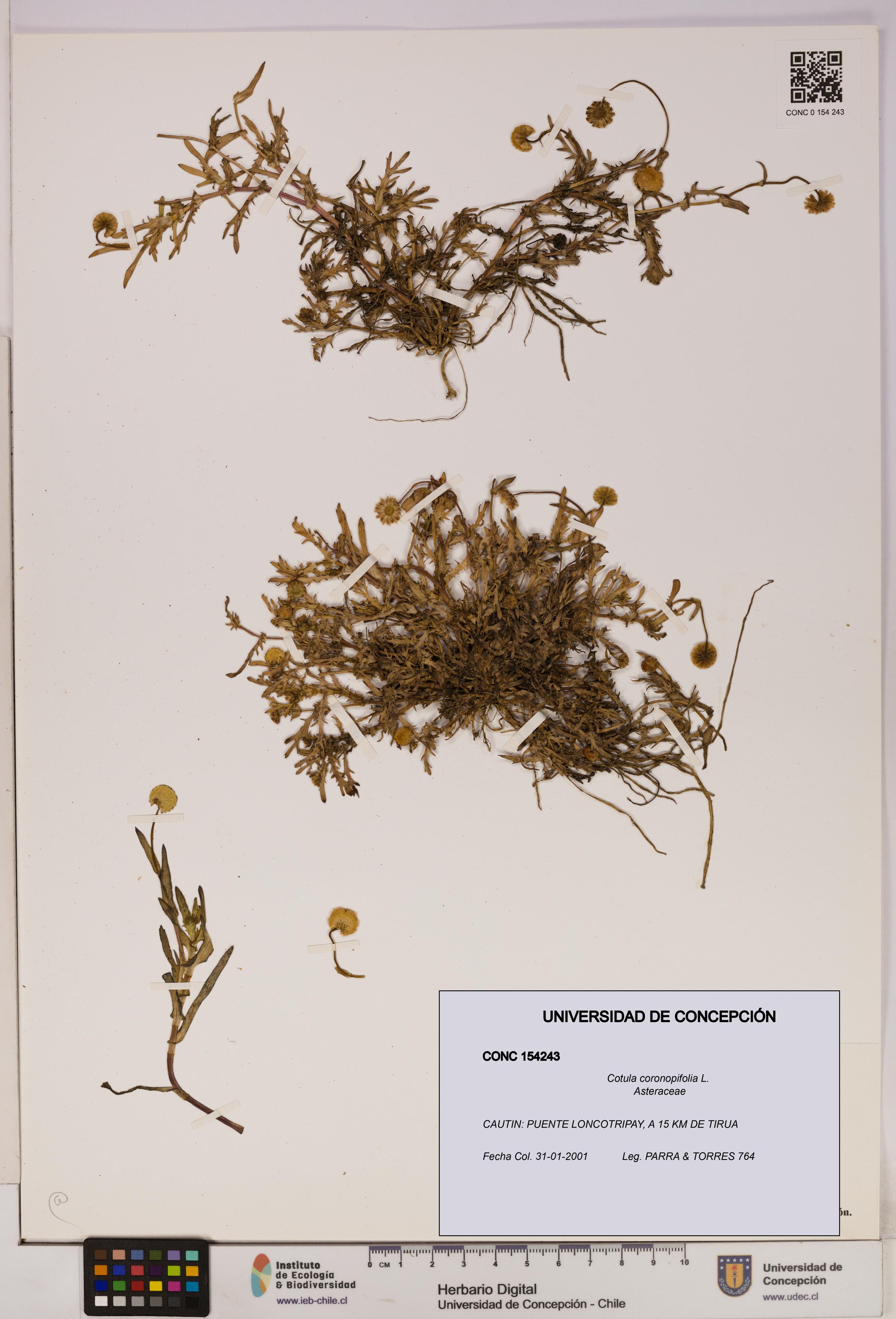 Cotula coronopifolia [Espécimen: UDEC:CONC:0154243]