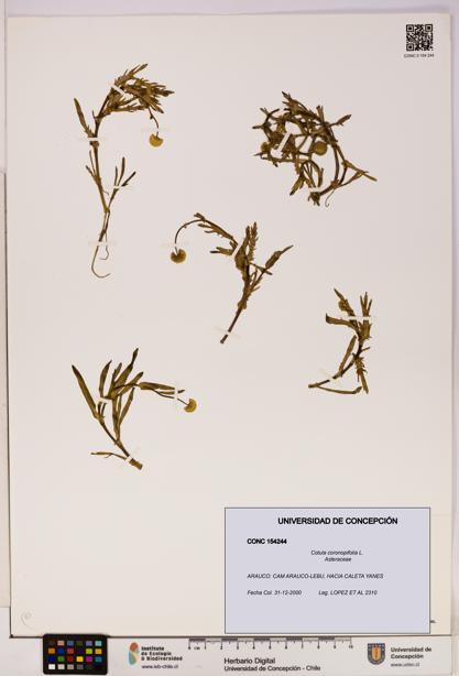 Cotula coronopifolia [Espécimen: UDEC:CONC:0154244]