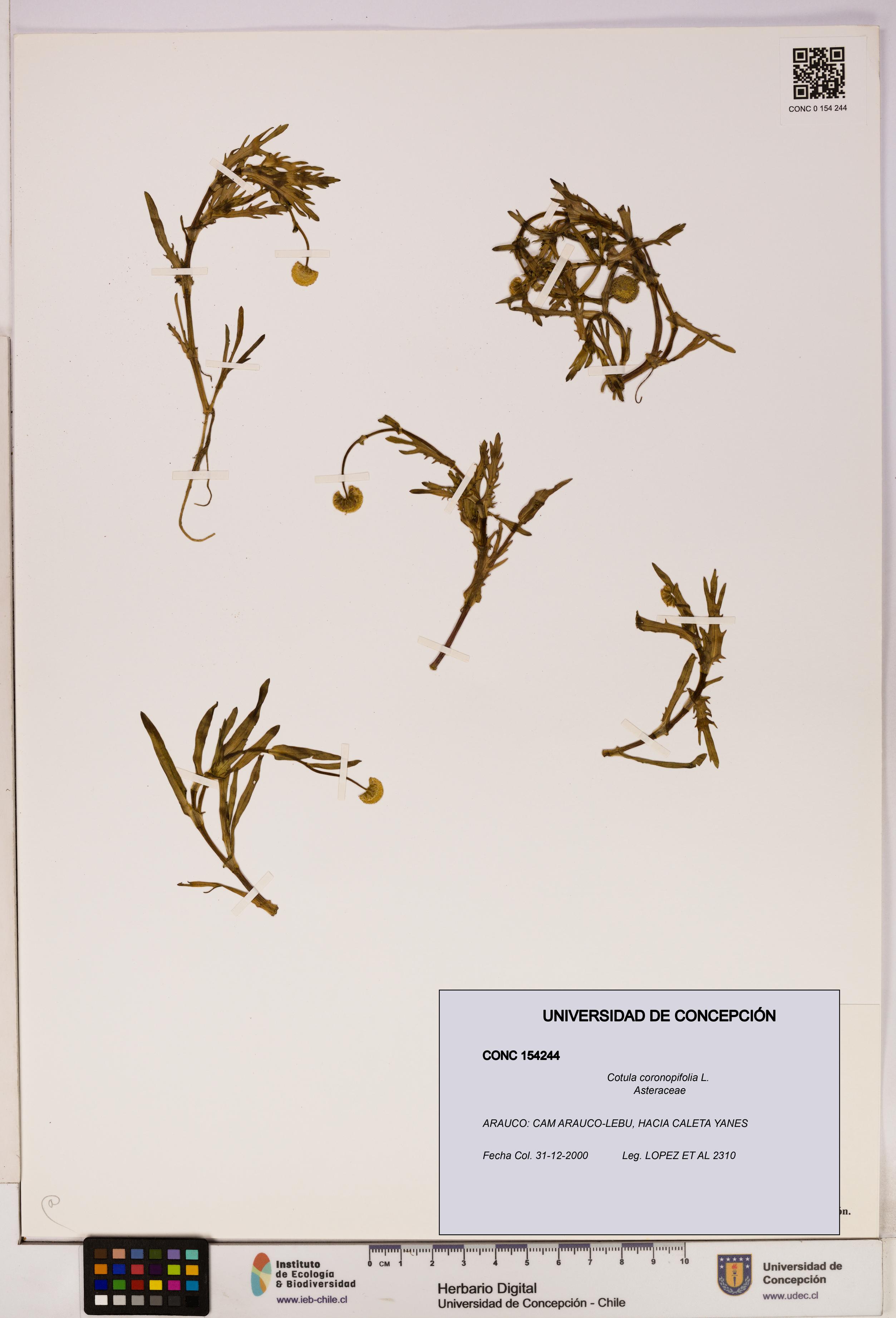 Cotula coronopifolia [Espécimen: UDEC:CONC:0154244]