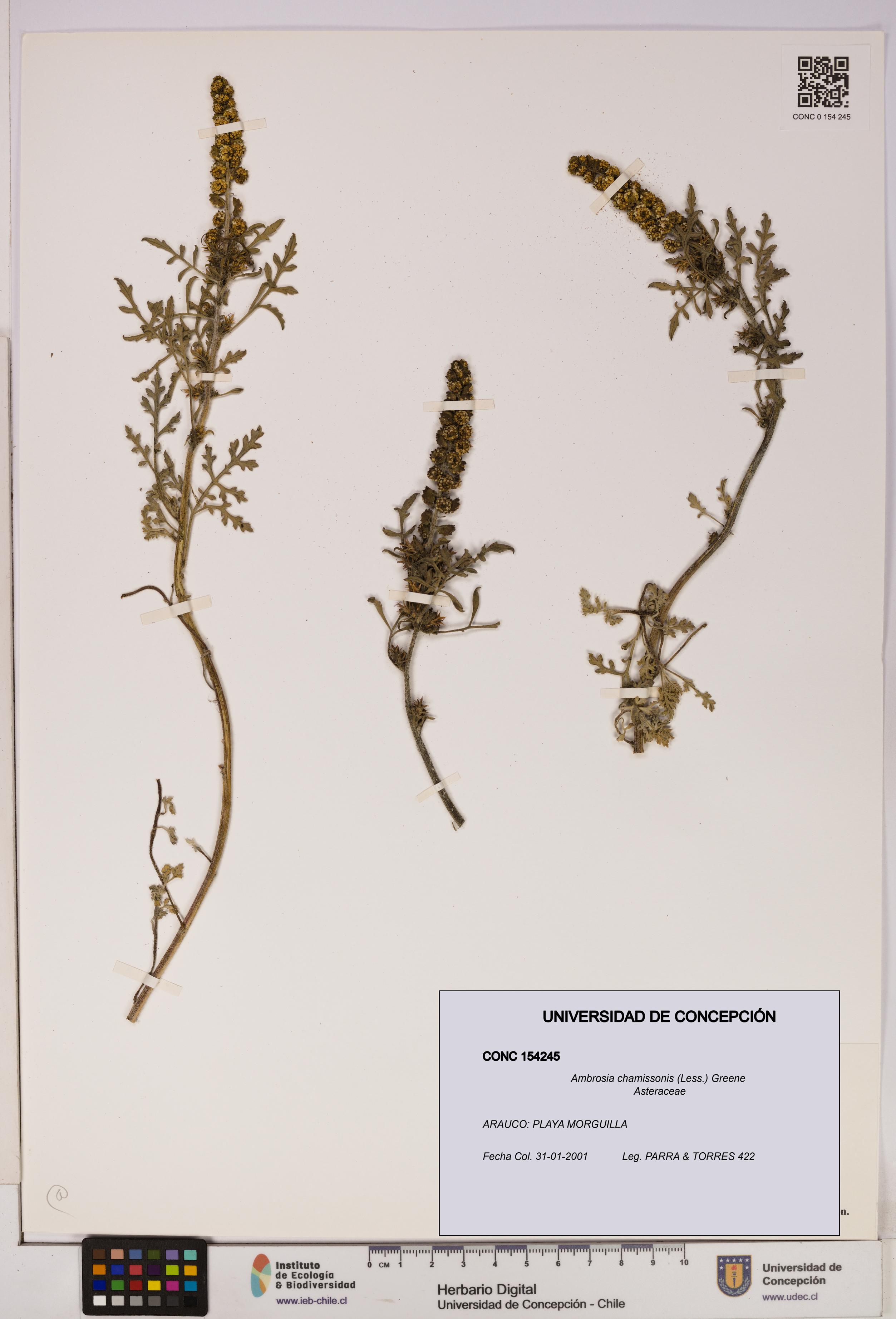 Ambrosia chamissonis [Espécimen: UDEC:CONC:0154245]