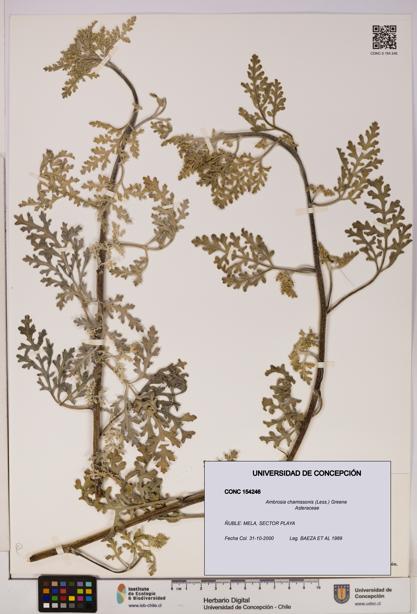 Ambrosia chamissonis [Espécimen: UDEC:CONC:0154246]