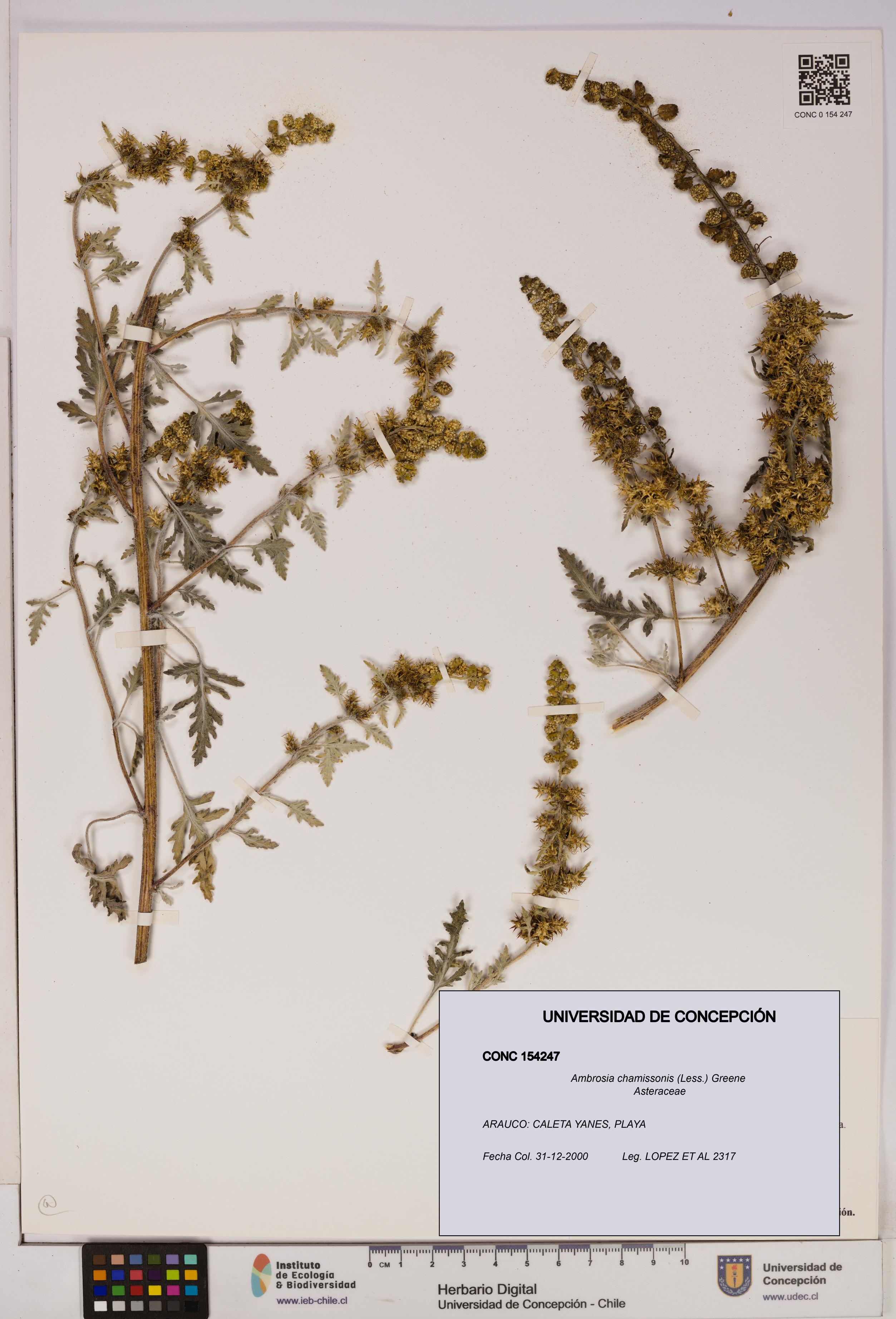 Ambrosia chamissonis [Espécimen: UDEC:CONC:0154247]