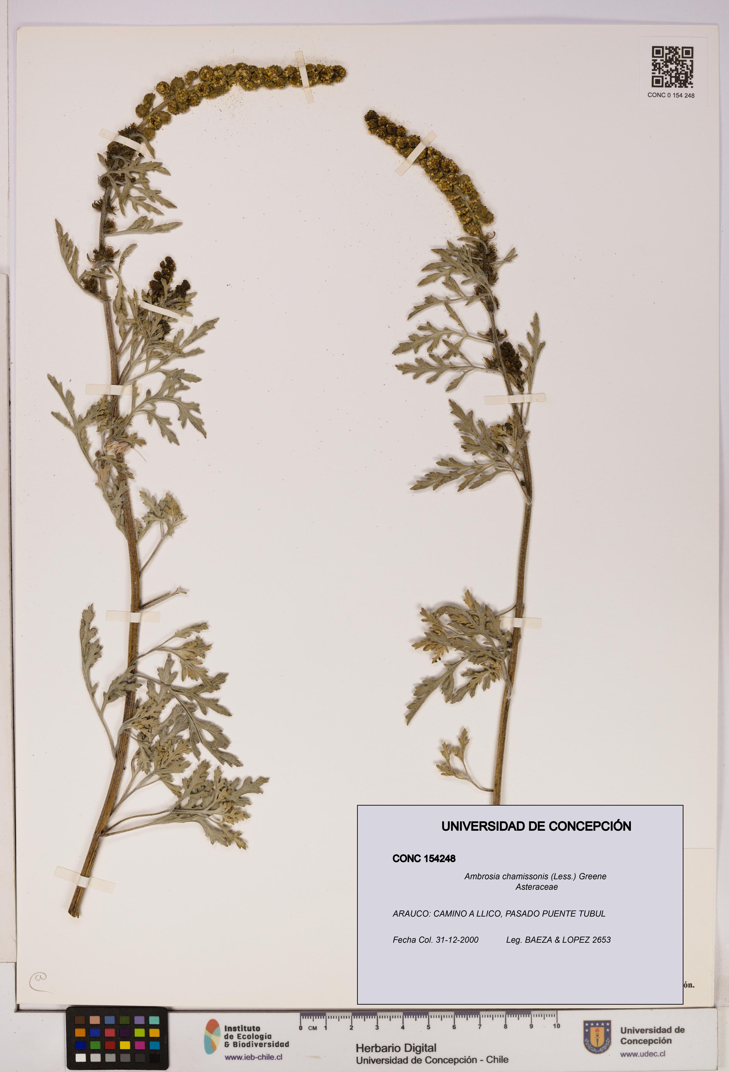 Ambrosia chamissonis [Espécimen: UDEC:CONC:0154248]