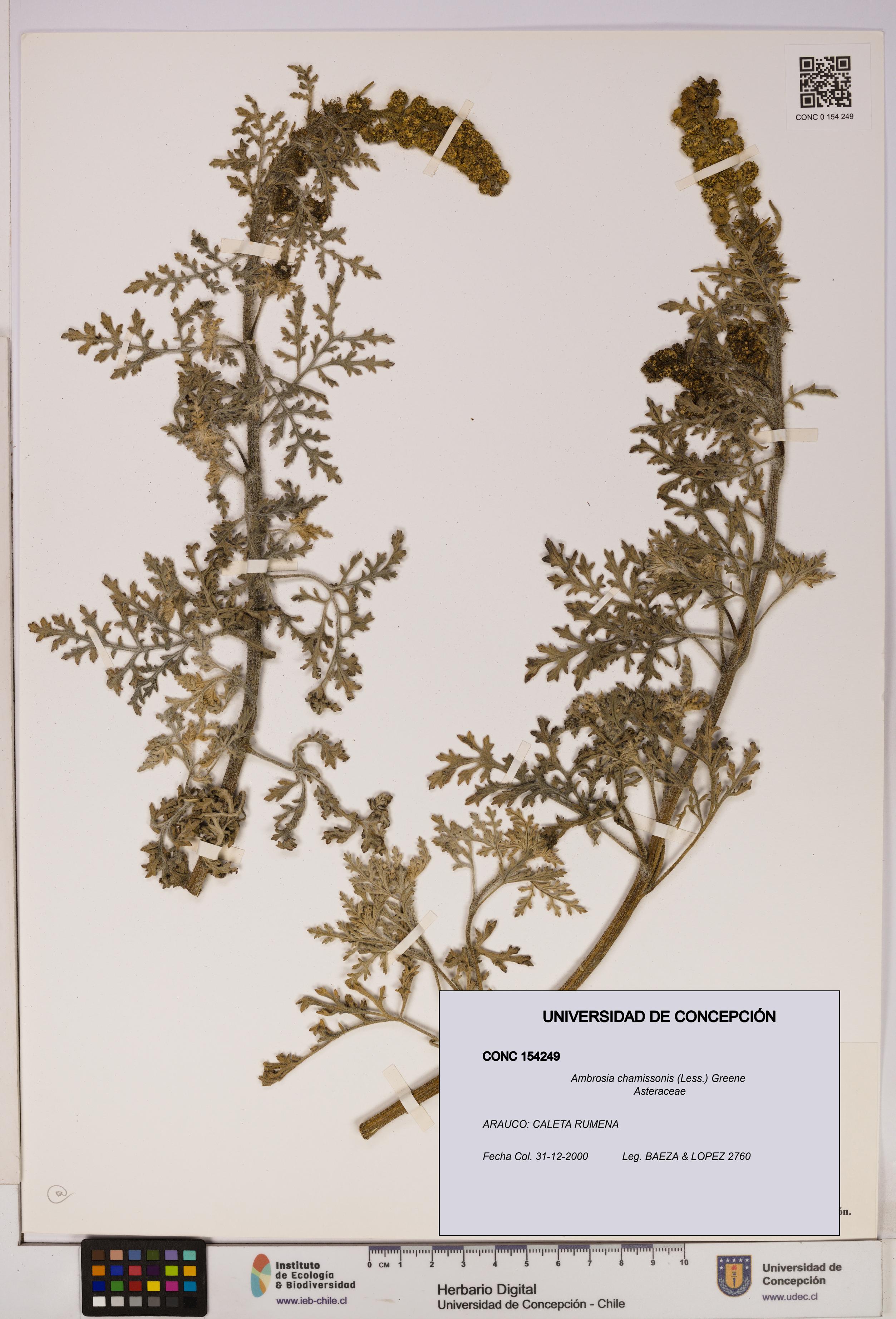 Ambrosia chamissonis [Espécimen: UDEC:CONC:0154249]