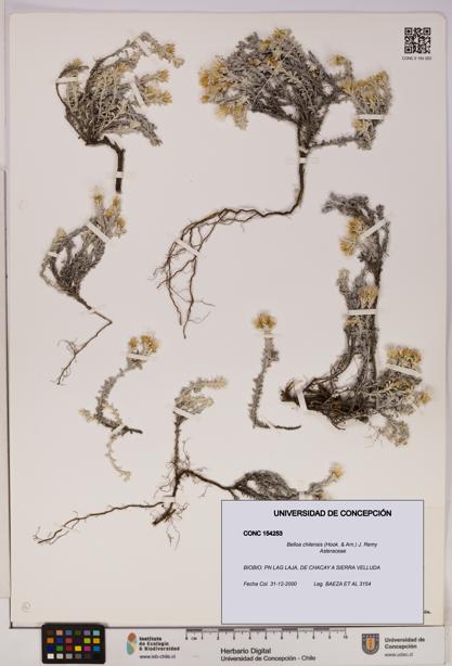 Belloa chilensis [Espécimen: UDEC:CONC:0154253]