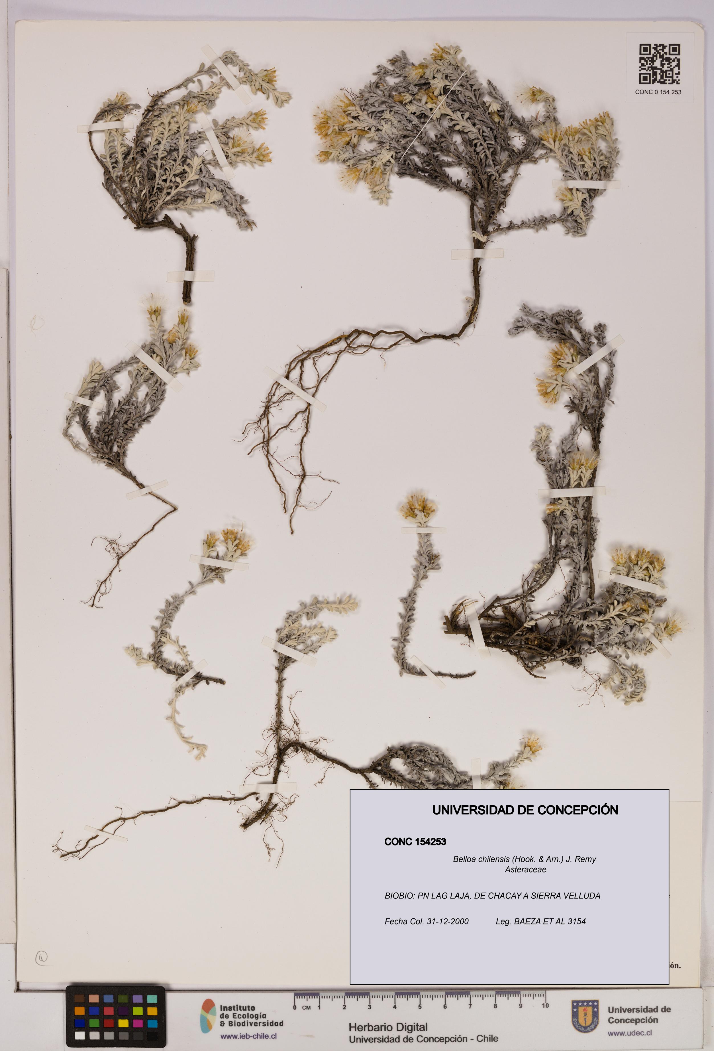 Belloa chilensis [Espécimen: UDEC:CONC:0154253]