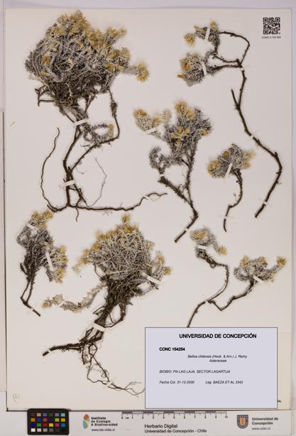 Belloa chilensis [Espécimen: UDEC:CONC:0154254]