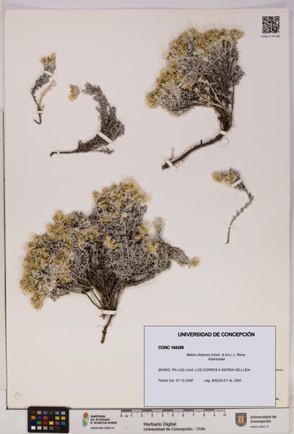 Belloa chilensis [Espécimen: UDEC:CONC:0154255]