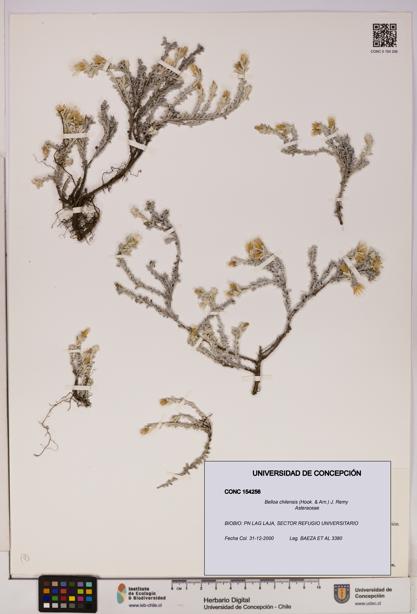 Belloa chilensis [Espécimen: UDEC:CONC:0154256]