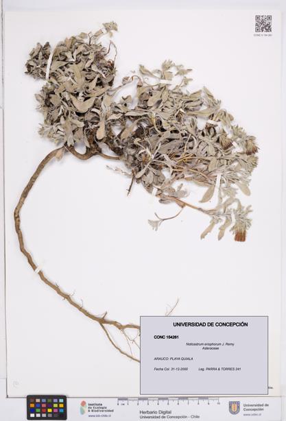 Noticastrum eriophorum [Espécimen: ]