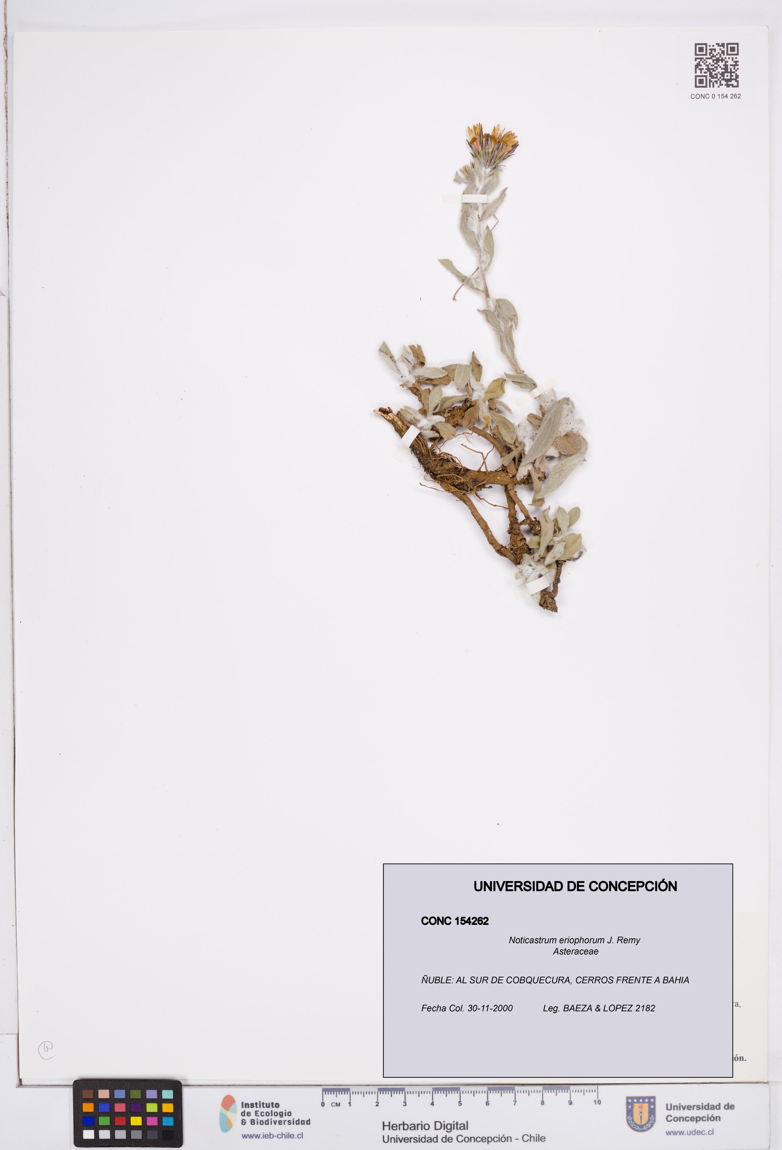 Noticastrum eriophorum [Espécimen: ]