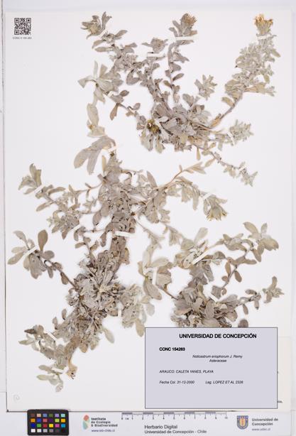 Noticastrum eriophorum [Espécimen: ]