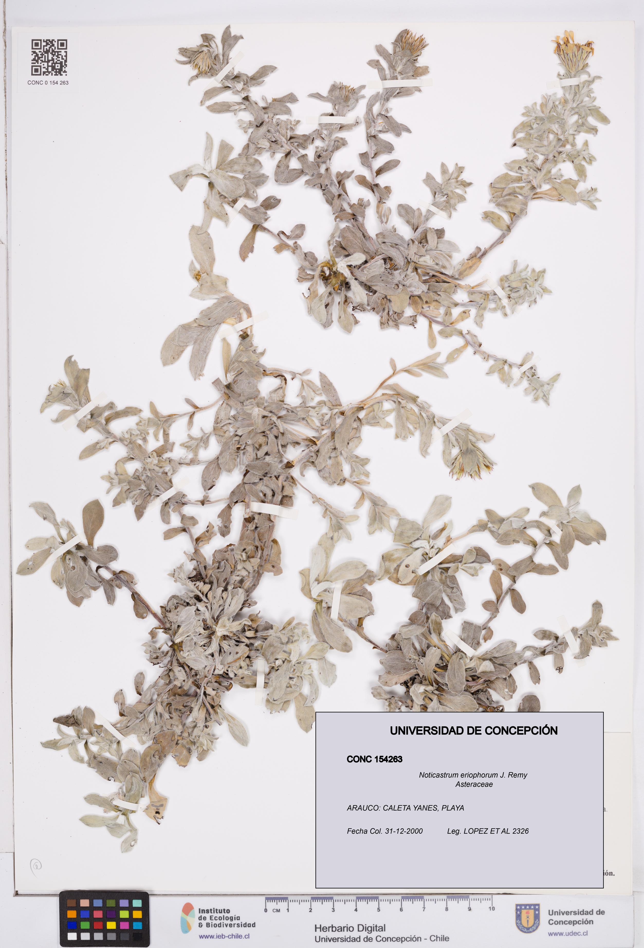 Noticastrum eriophorum [Espécimen: ]
