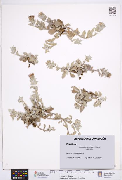 Noticastrum eriophorum [Espécimen: ]