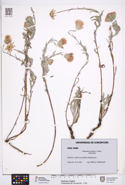 Noticastrum erectum [Espécimen: ]