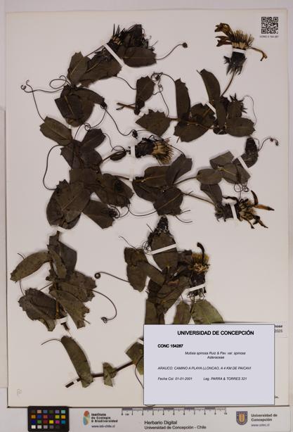 Mutisia spinosa var. spinosa [Espécimen: UDEC:CONC:0154287]