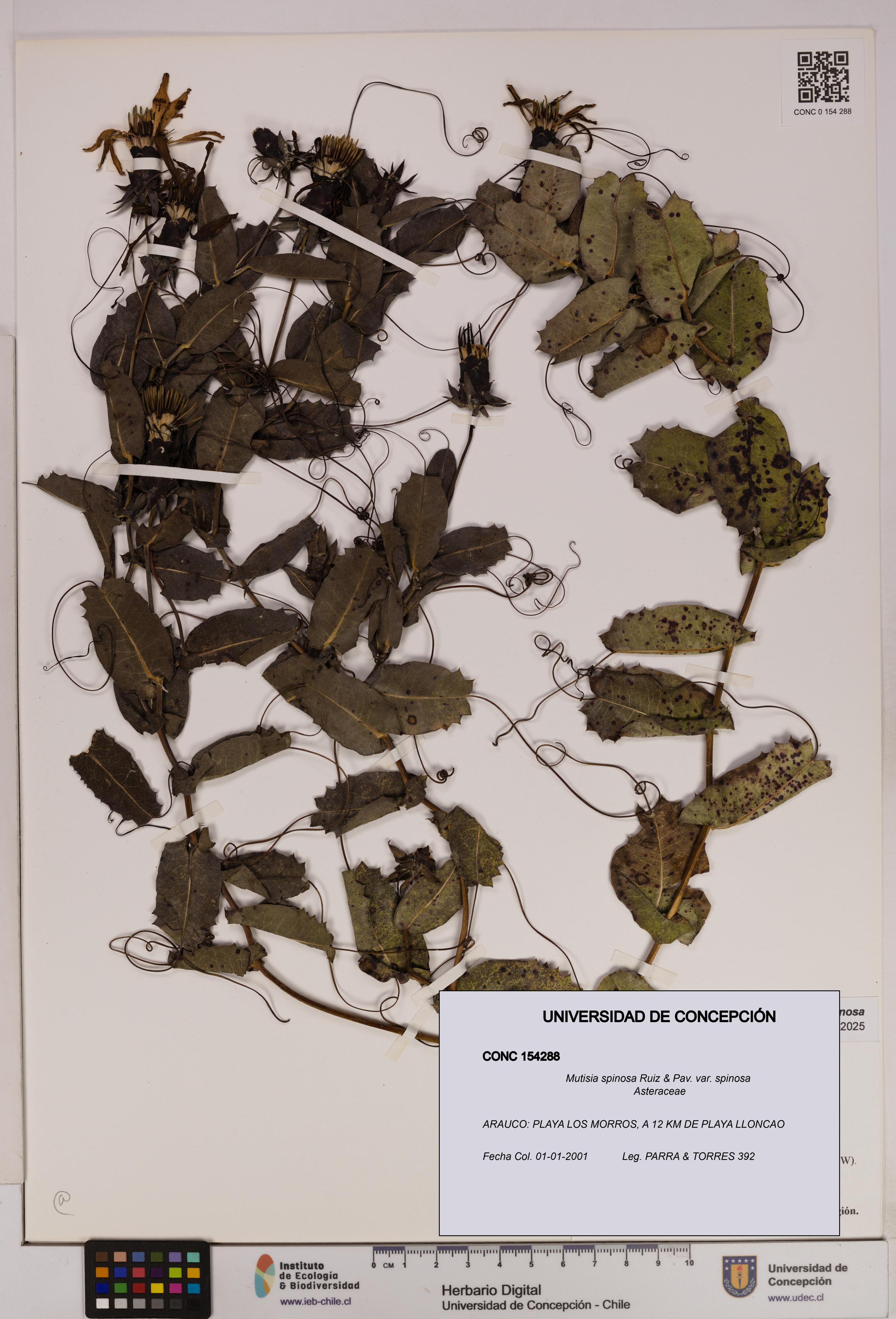 Mutisia spinosa var. spinosa [Espécimen: UDEC:CONC:0154288]