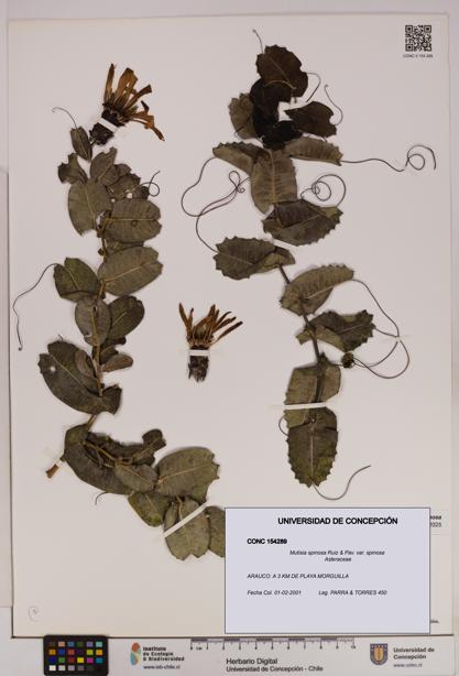 Mutisia spinosa var. spinosa [Espécimen: UDEC:CONC:0154289]