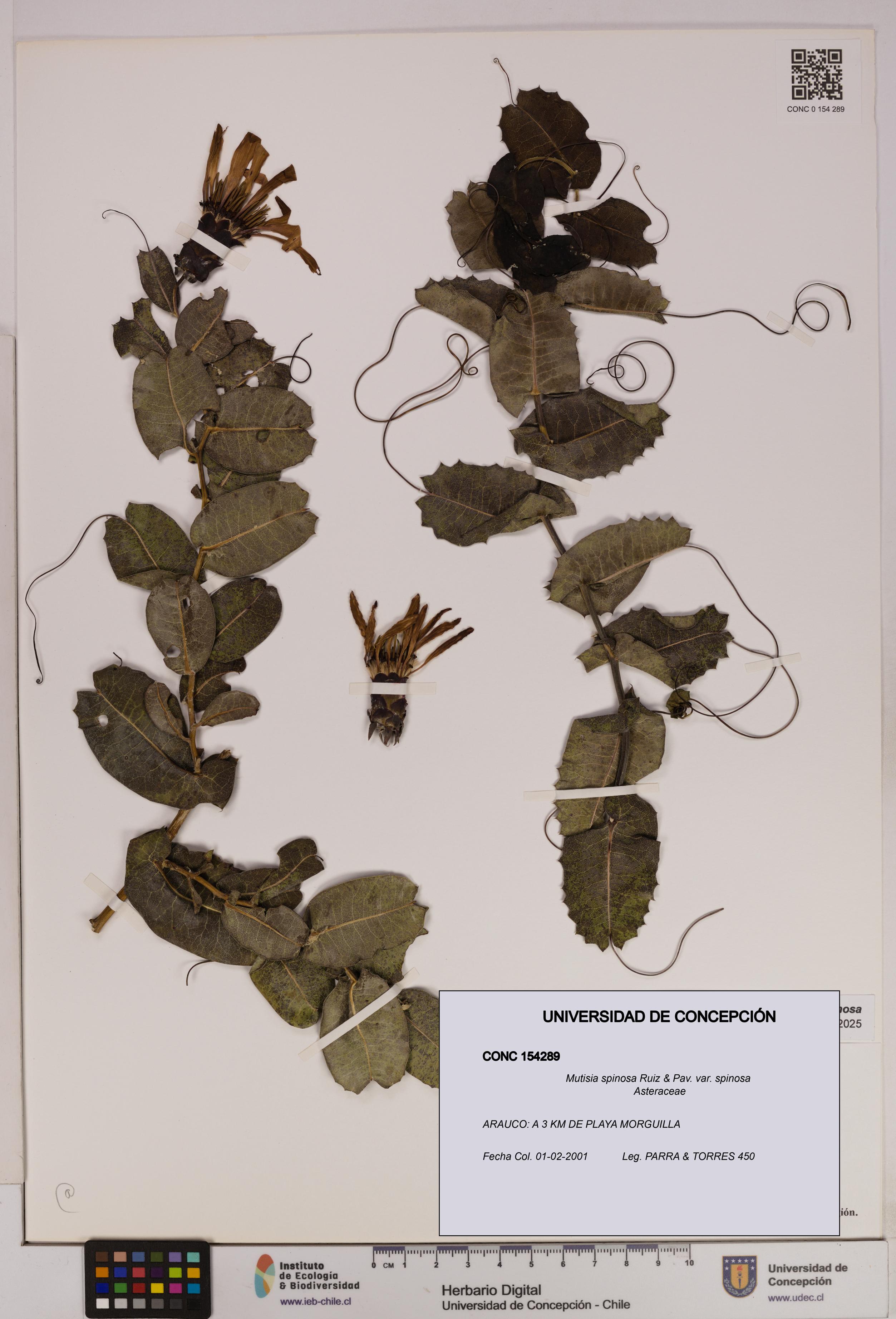 Mutisia spinosa var. spinosa [Espécimen: UDEC:CONC:0154289]