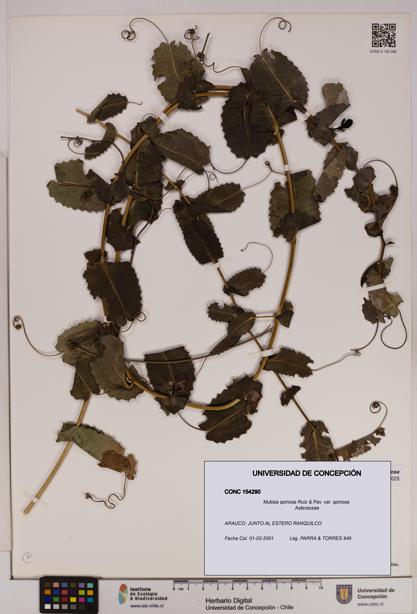 Mutisia spinosa var. spinosa [Espécimen: UDEC:CONC:0154290]