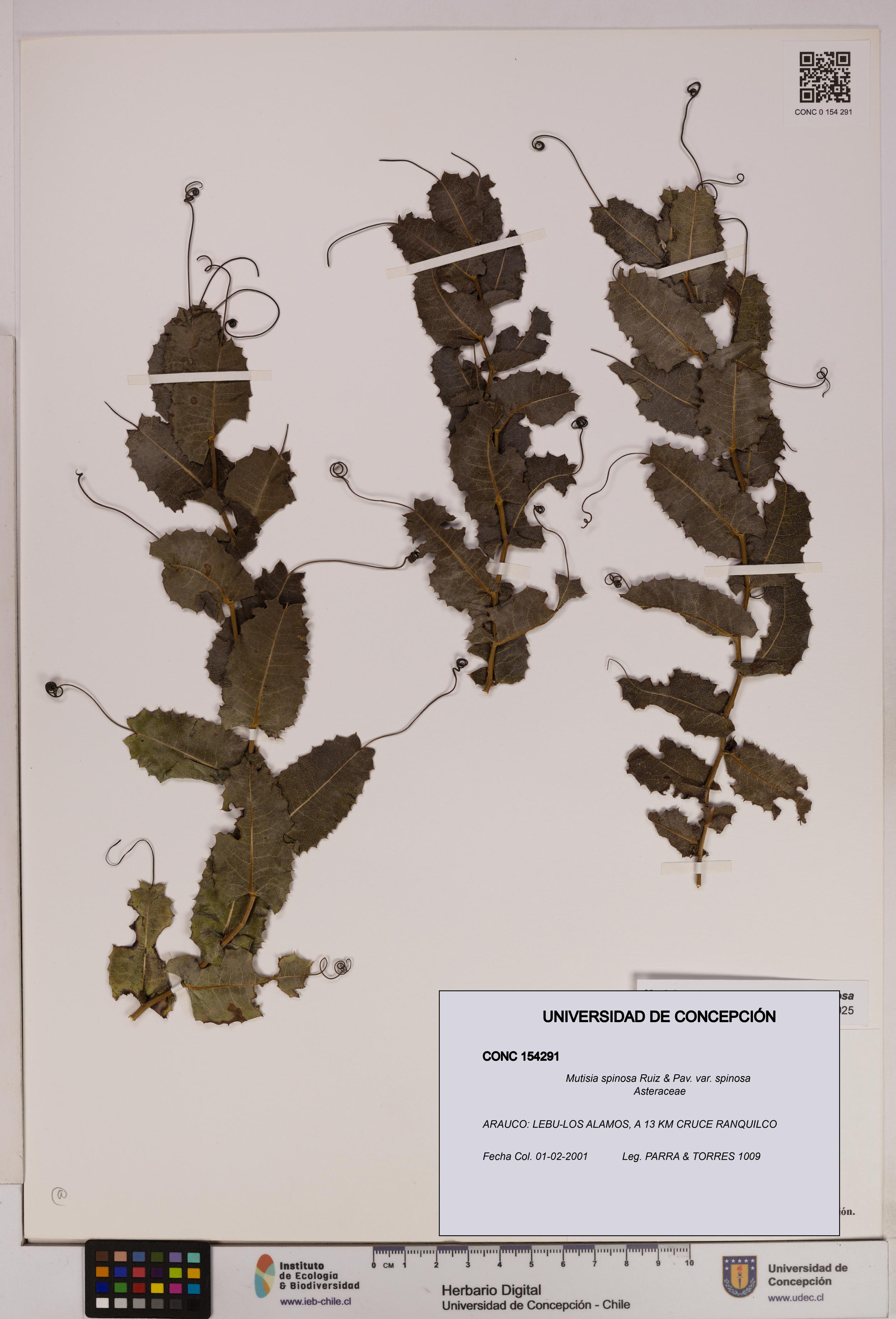 Mutisia spinosa var. spinosa [Espécimen: UDEC:CONC:0154291]