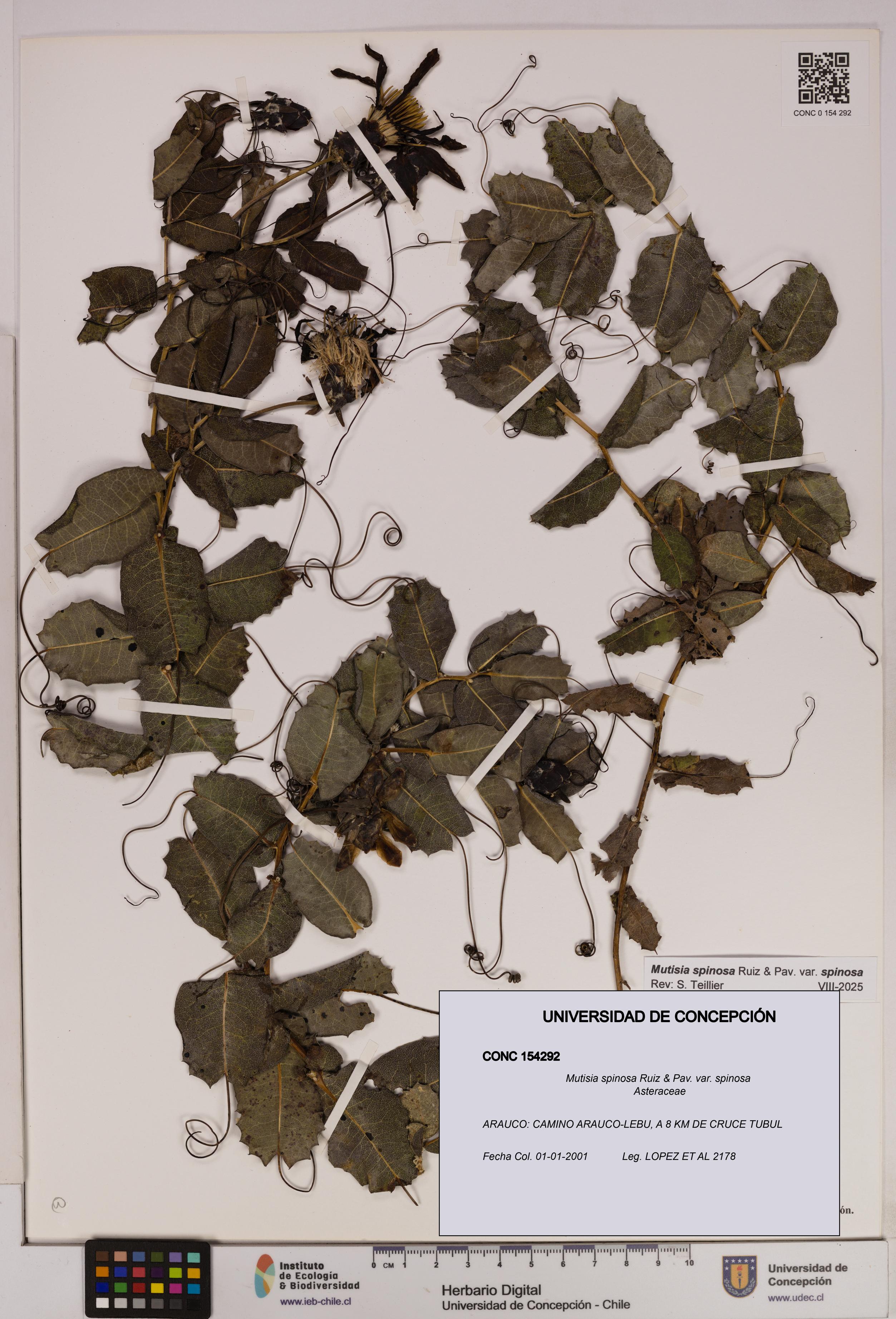 Mutisia spinosa var. spinosa [Espécimen: UDEC:CONC:0154292]