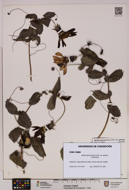 Mutisia spinosa var. spinosa [Espécimen: UDEC:CONC:0154293]