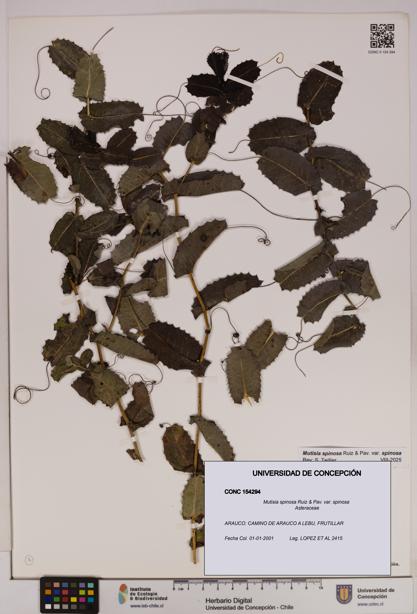 Mutisia spinosa var. spinosa [Espécimen: UDEC:CONC:0154294]