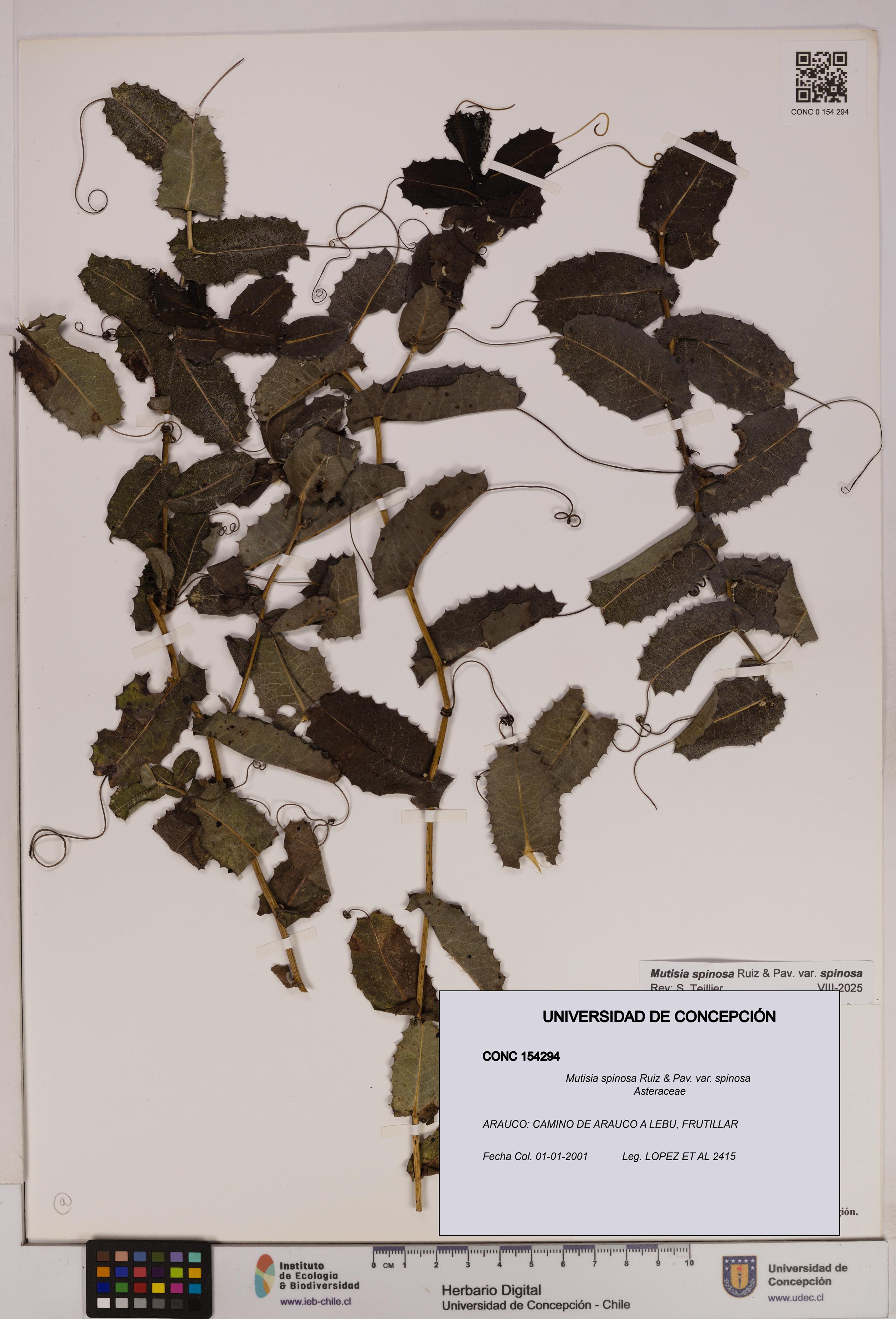 Mutisia spinosa var. spinosa [Espécimen: UDEC:CONC:0154294]