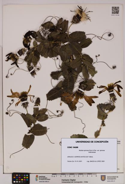 Mutisia spinosa var. spinosa [Espécimen: UDEC:CONC:0154295]