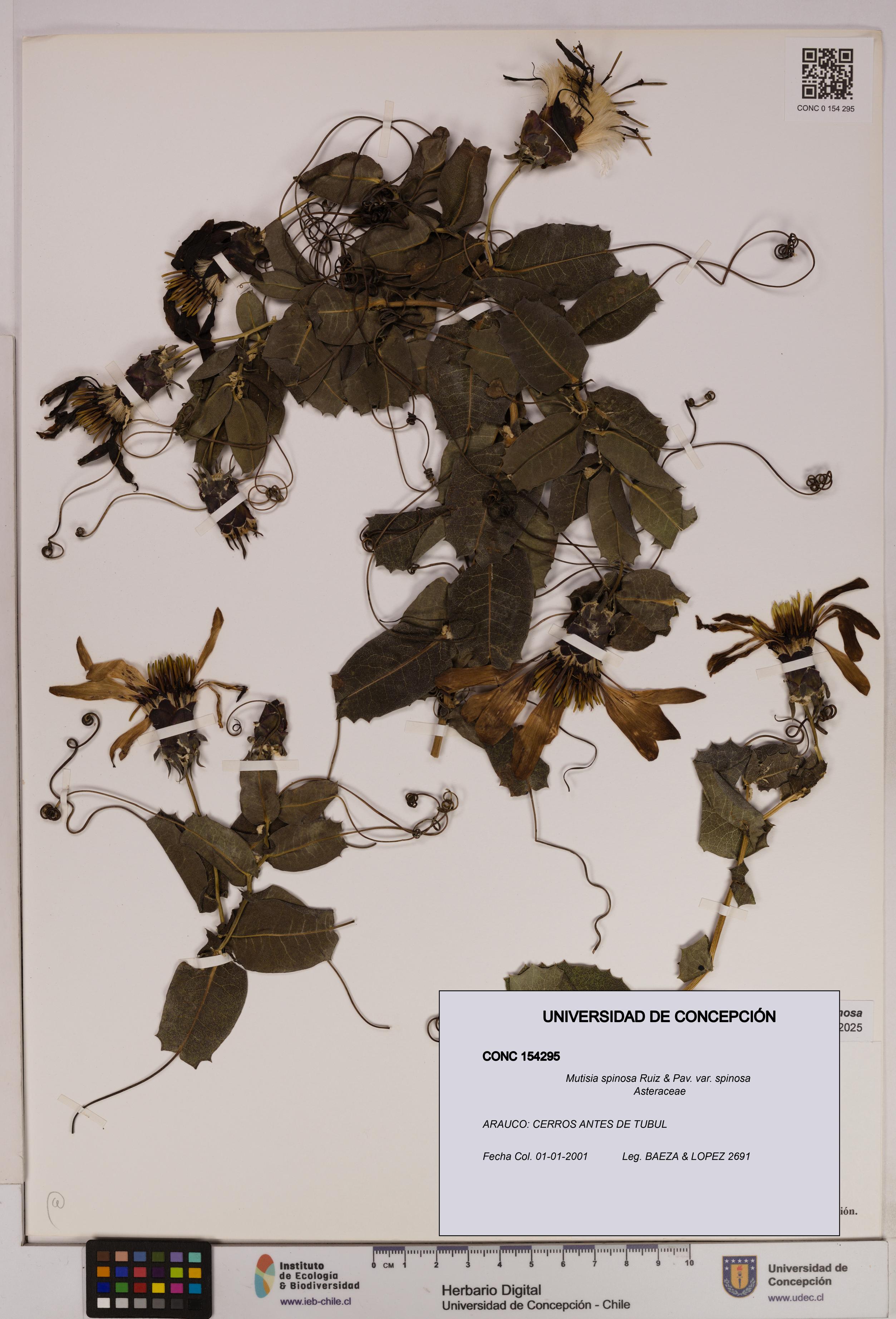 Mutisia spinosa var. spinosa [Espécimen: UDEC:CONC:0154295]