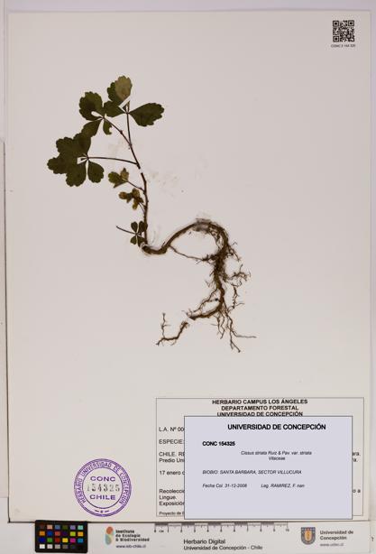 Cissus striata var. striata [Espécimen: UDEC:CONC:0154325]