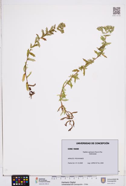 Triptilion spinosum [Espécimen: ]