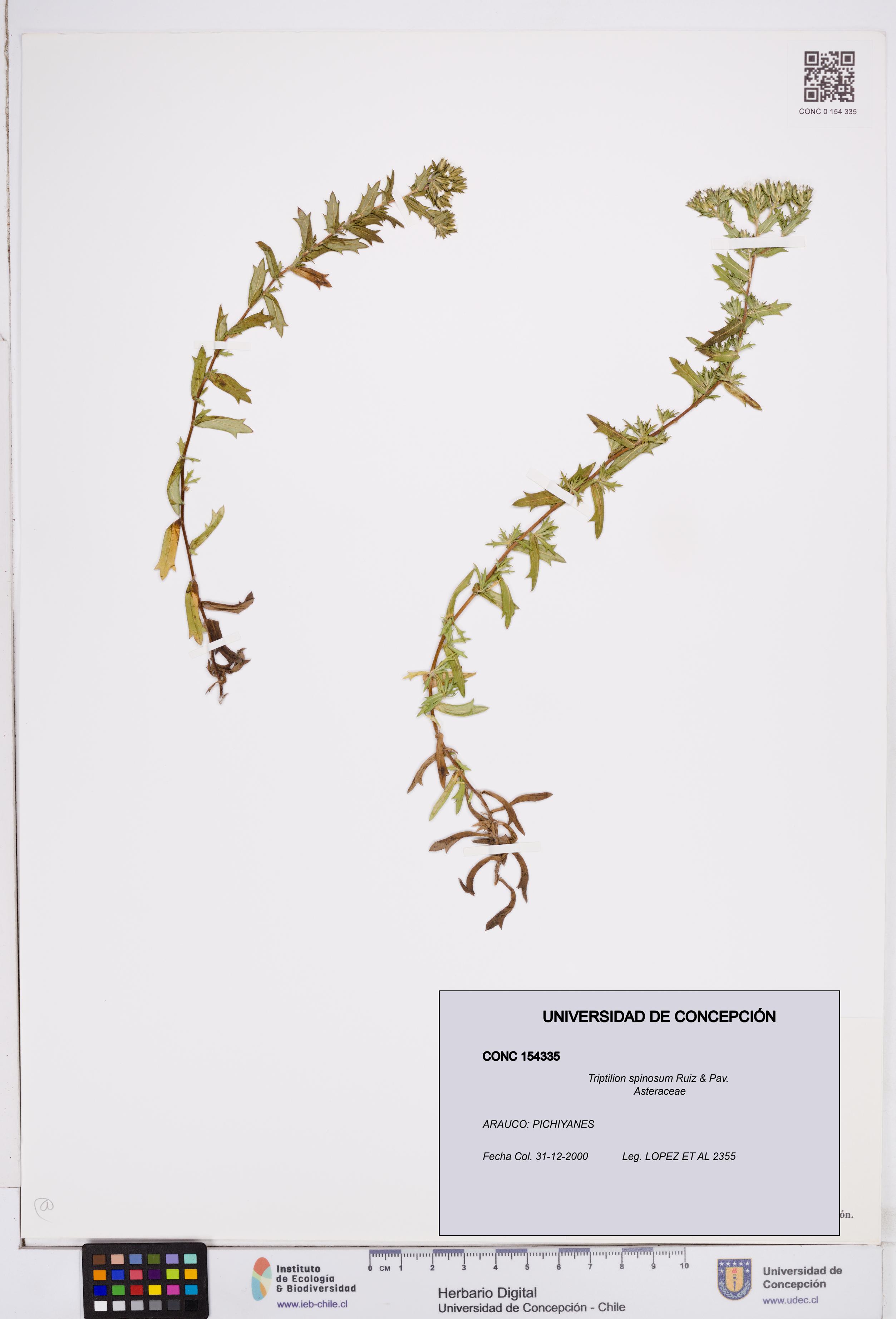 Triptilion spinosum [Espécimen: ]