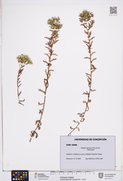 Triptilion spinosum [Espécimen: ]