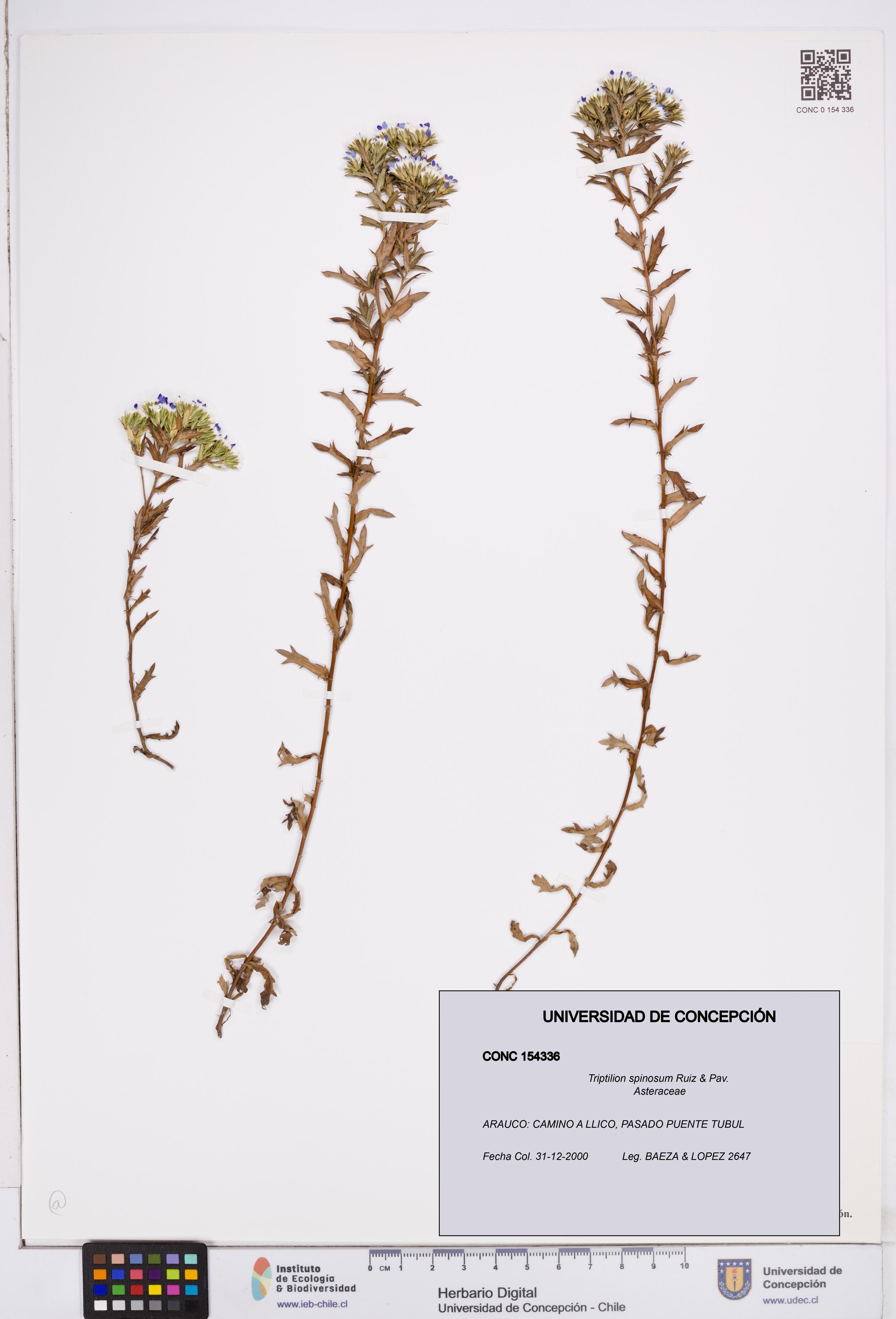 Triptilion spinosum [Espécimen: ]