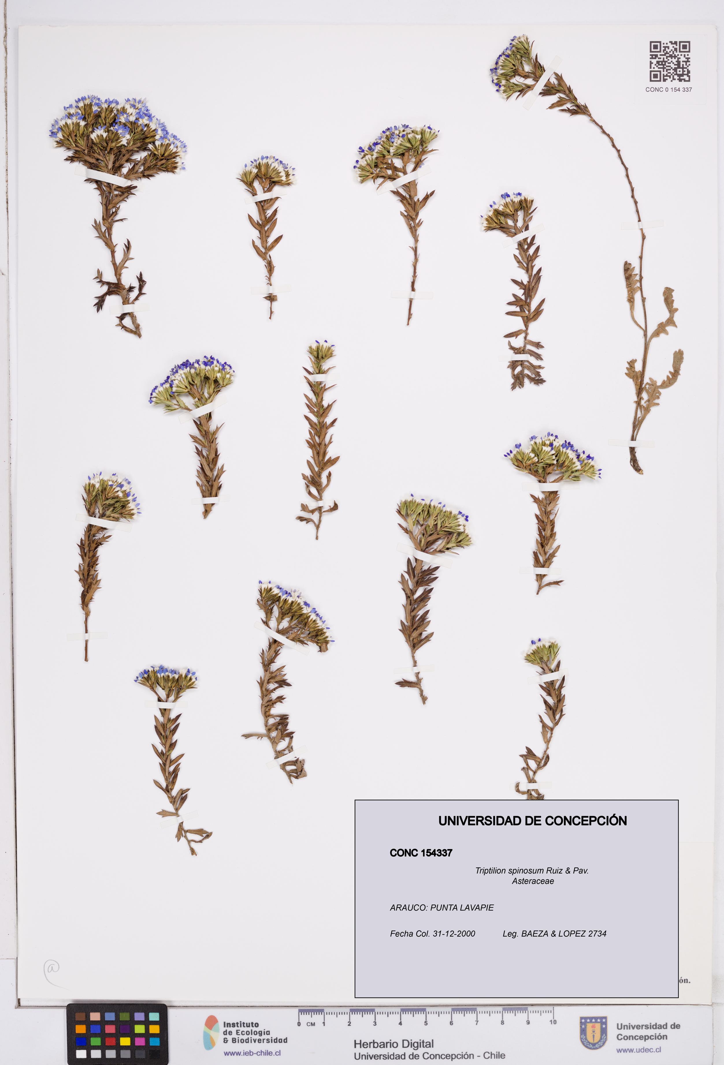 Triptilion spinosum [Espécimen: ]