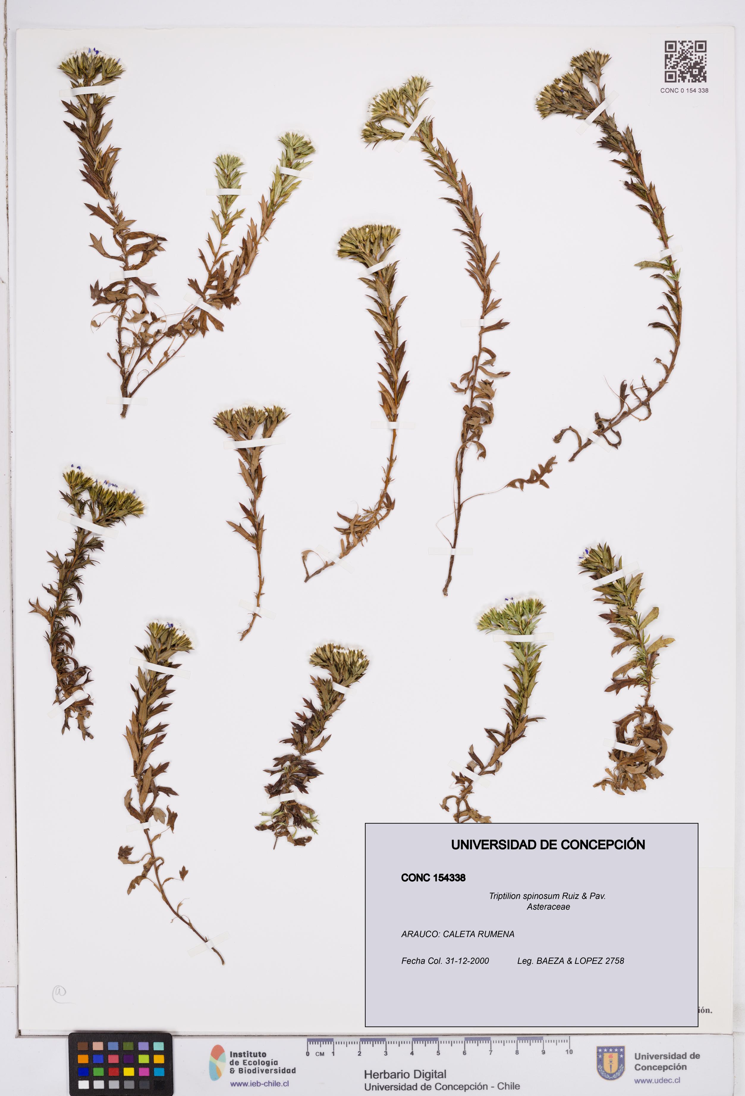 Triptilion spinosum [Espécimen: ]