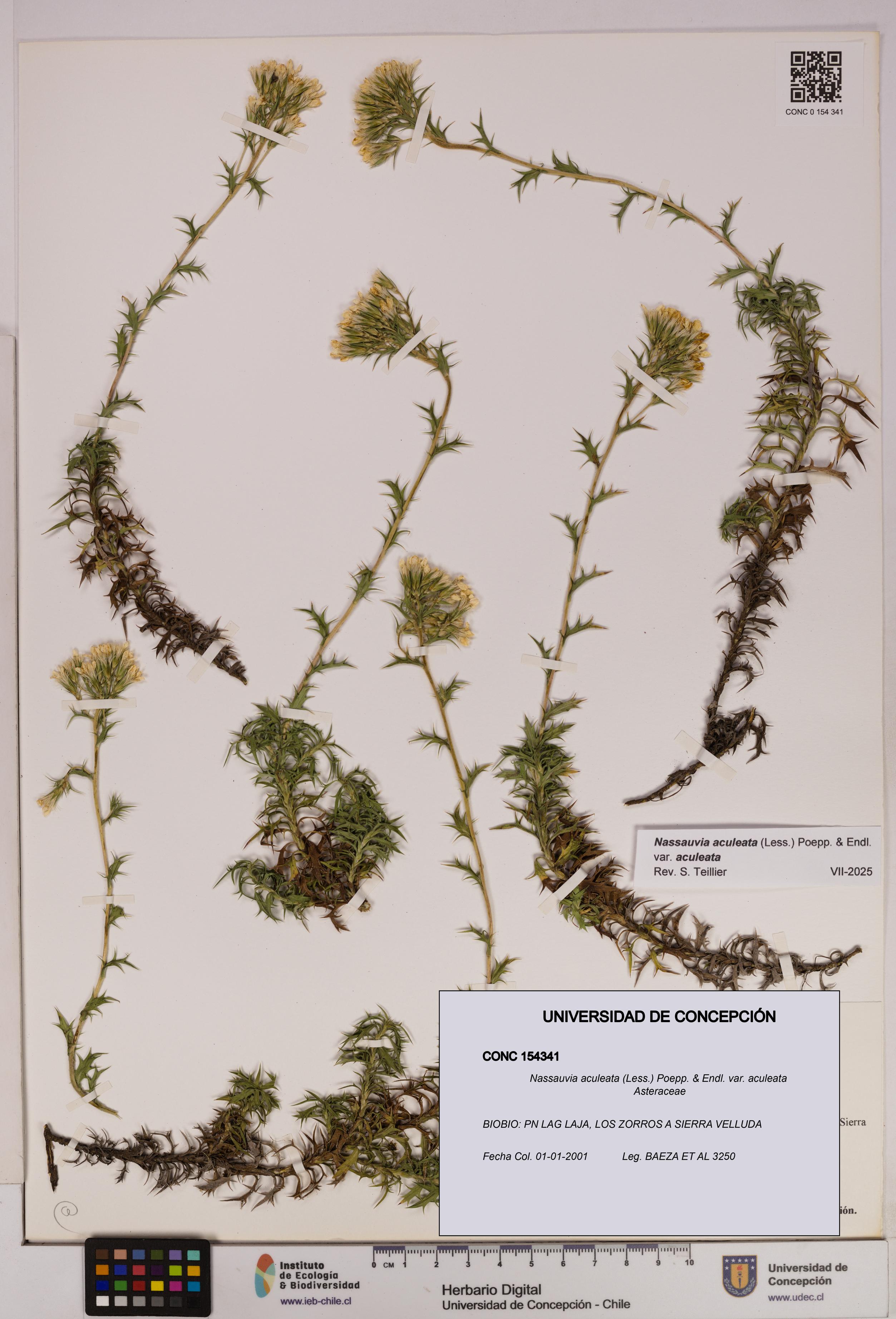 Nassauvia aculeata var. aculeata [Espécimen: UDEC:CONC:0154341]