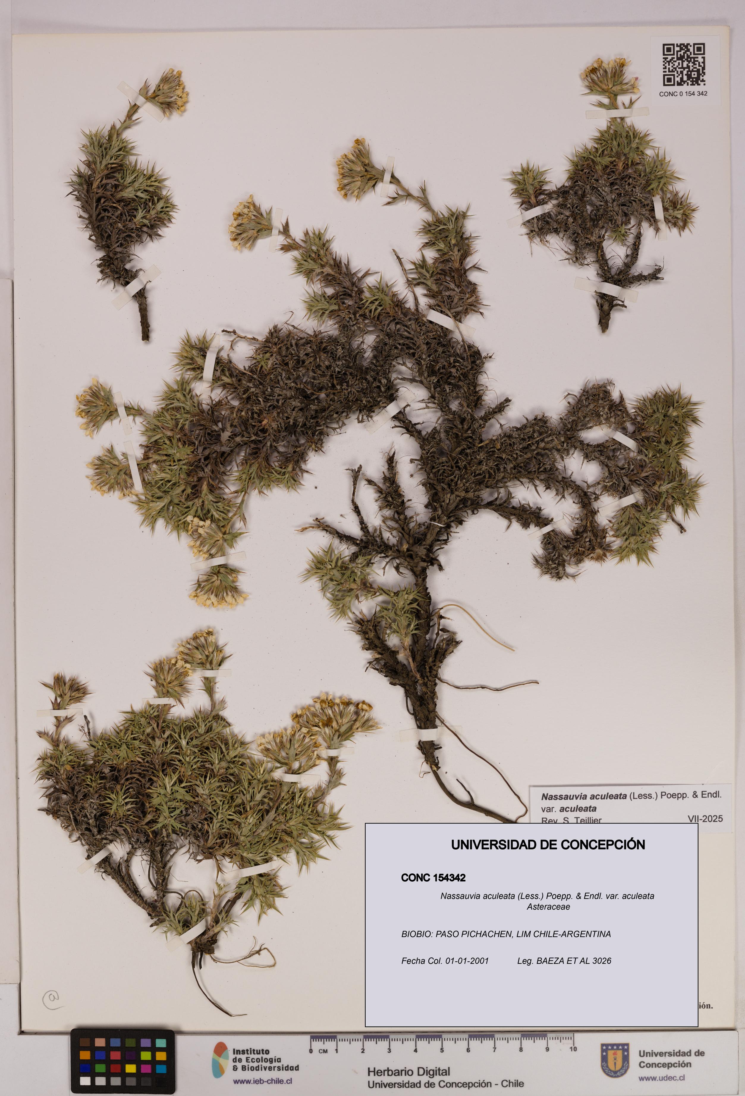 Nassauvia aculeata var. aculeata [Espécimen: UDEC:CONC:0154342]