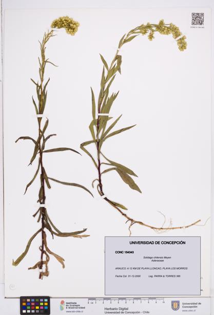Solidago chilensis [Espécimen: ]