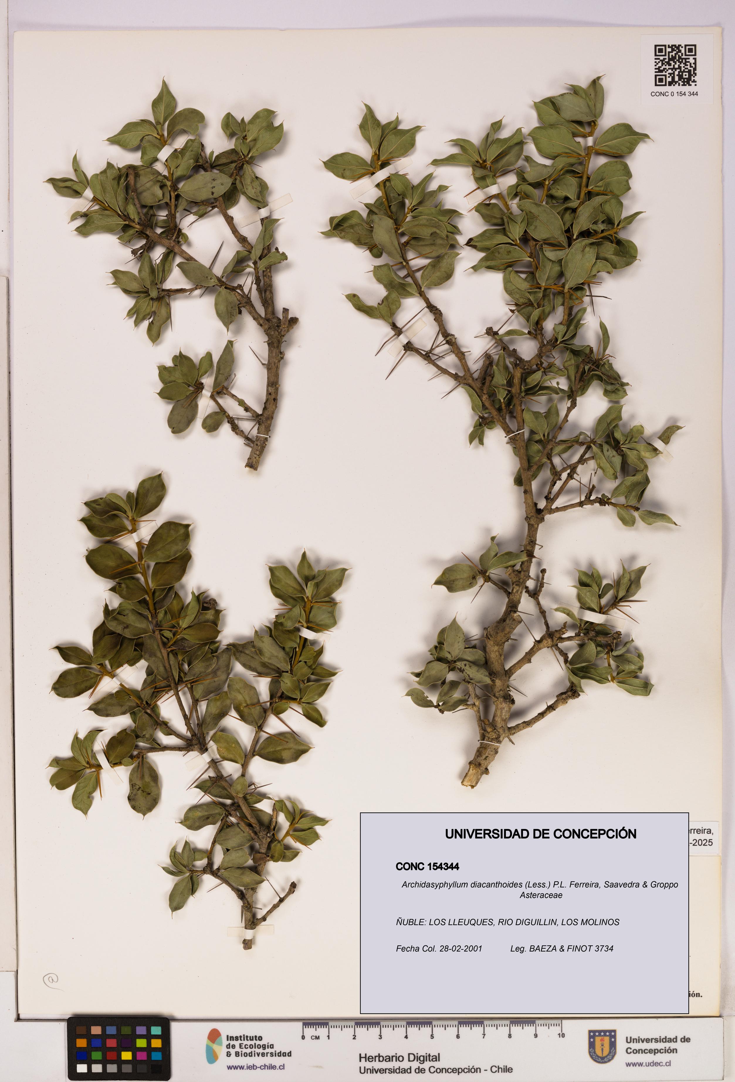 Archidasyphyllum diacanthoides [Espécimen: UDEC:CONC:0154344]
